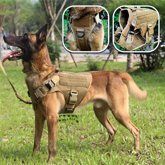 Harnais pour chien | Mollinoux - empire chien
