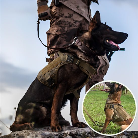 Harnais pour chien | Mollinoux - empire chien