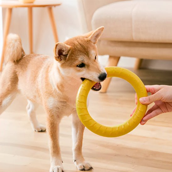 Jouet pour chien | AnneauFun - empire chien