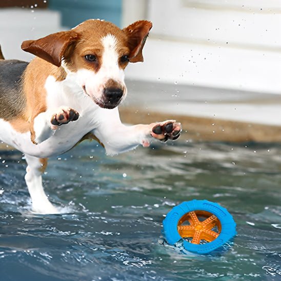 Jouet pour chien | AquaCroque - empire chien