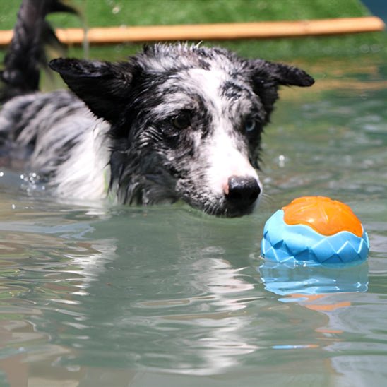 Jouet pour chien | AquaCroque - empire chien