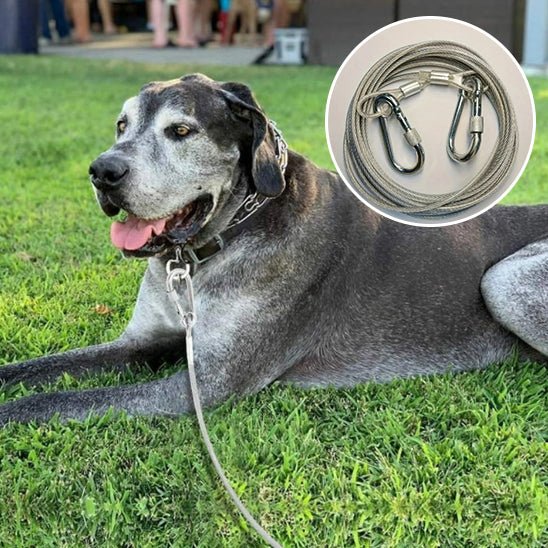 laisse chien | CourLaisse - empire chien