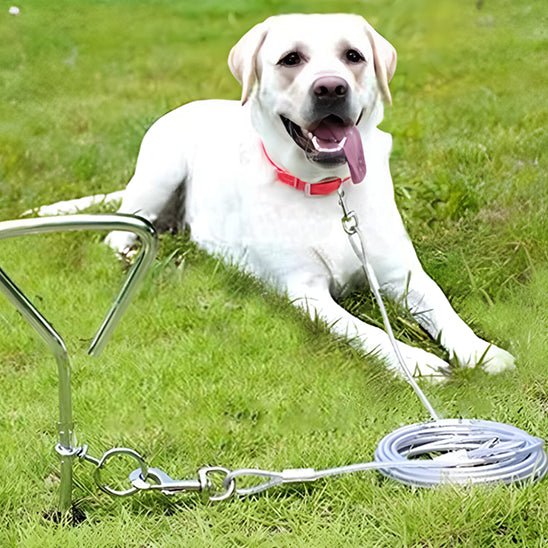 laisse chien | CourLaisse - empire chien
