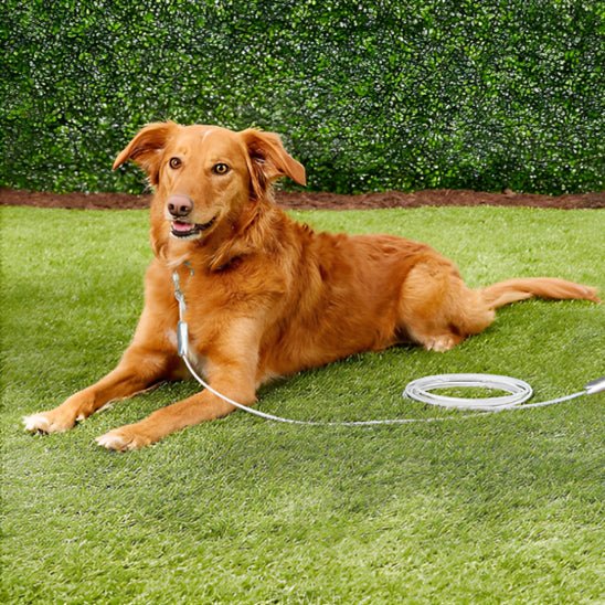 laisse chien | CourLaisse - empire chien