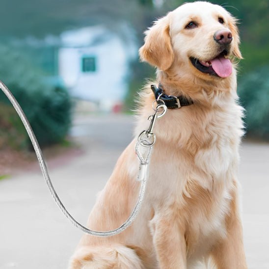 laisse chien | CourLaisse - empire chien
