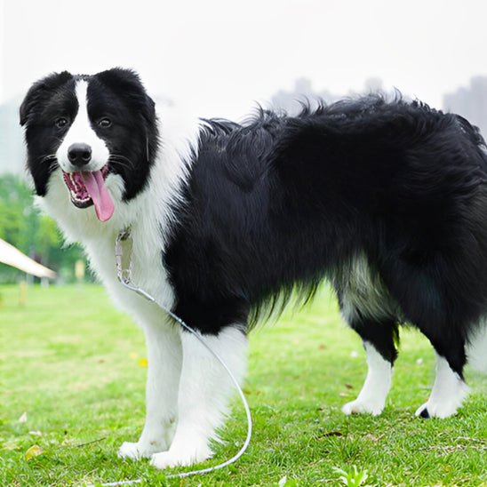 laisse chien | CourLaisse - empire chien