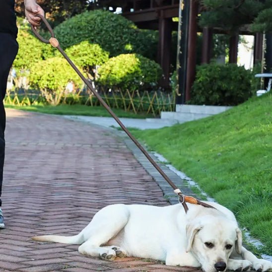 Laisse chien | LaissePro - empire chien