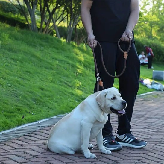Laisse chien | LaissePro - empire chien