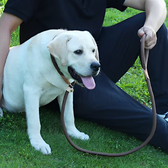 Laisse chien | LaissePro - empire chien