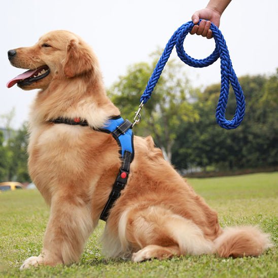 Laisse chien | Traxi - empire chien
