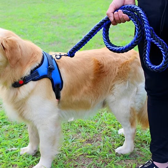 Laisse chien | Traxi - empire chien