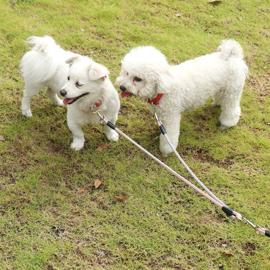 laisse double pour chien adapter chiwawa