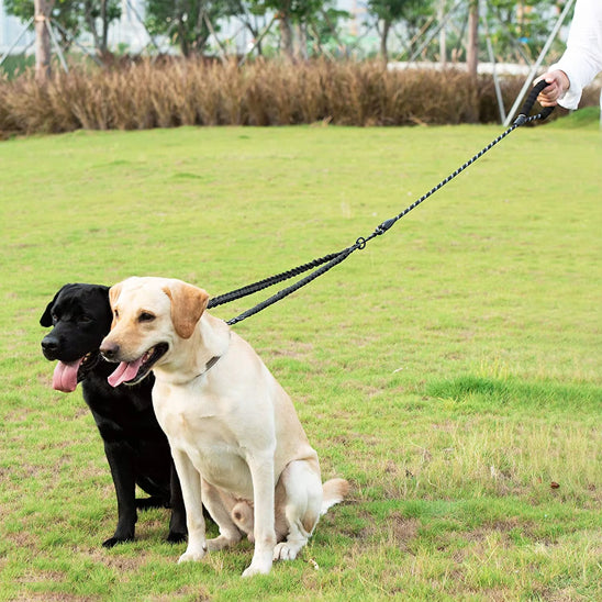 laisse double pour chien adapter