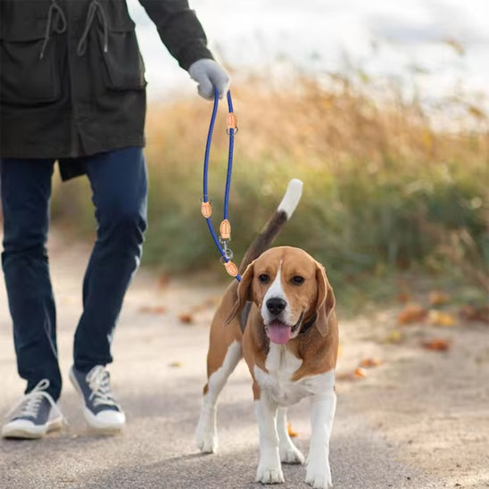 laisse double pour chien balade