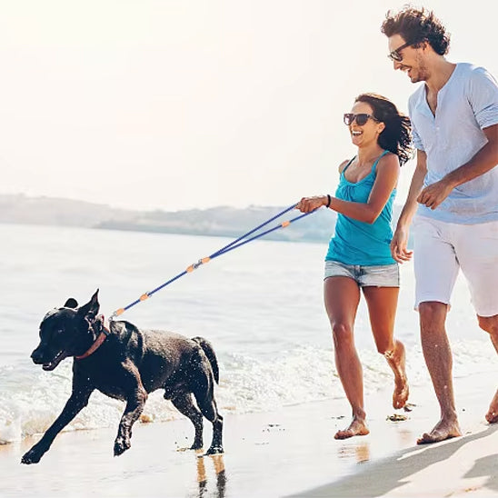 laisse double pour chien forte