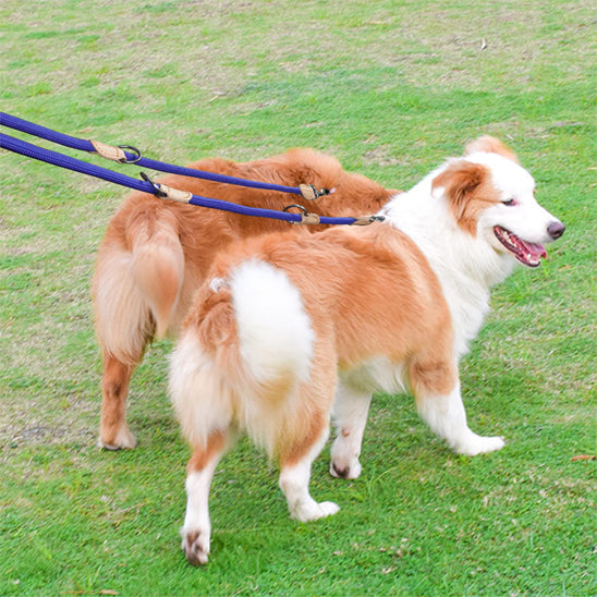 laisse double pour chien ideal