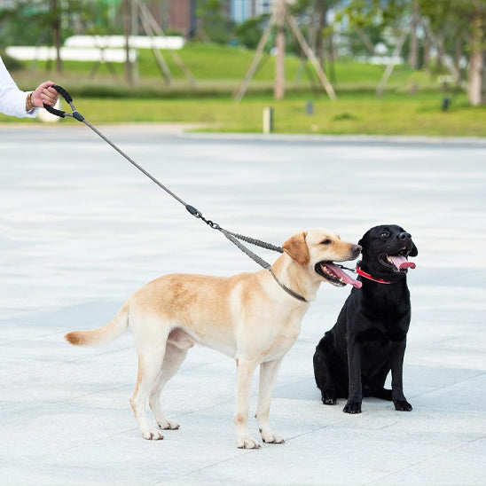 laisse double pour chien parfaite gris