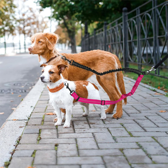 laisse double pour chien parfaite