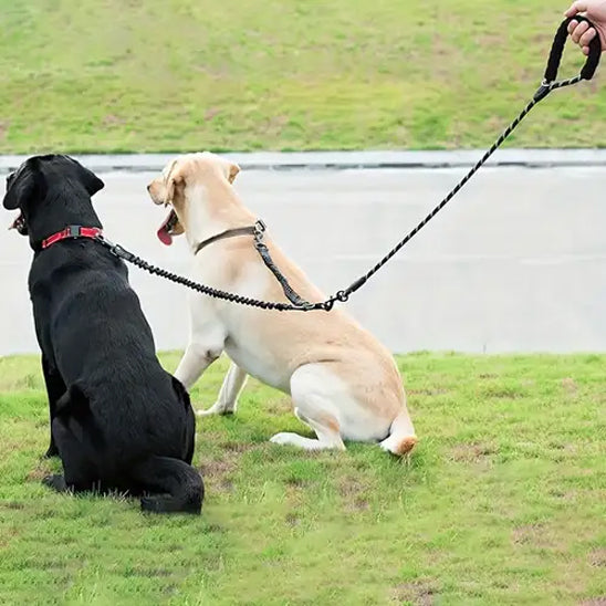 laisse double pour chien promenade noir