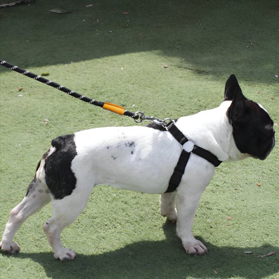 Laisse pour chien | prominou - empire chien