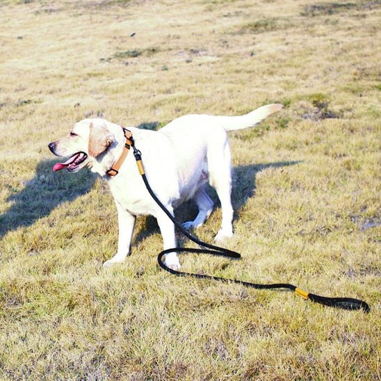 Laisse pour chien | prominou - empire chien