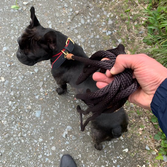 Laisse pour chien | prominou - empire chien