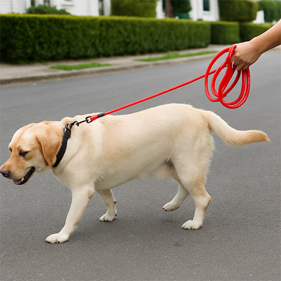 longue pour chien balade