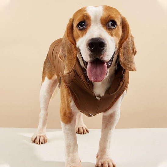 Manteau pour chien | ChouManteau - empire chien