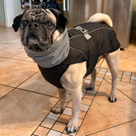 manteau pour chien sur mesure