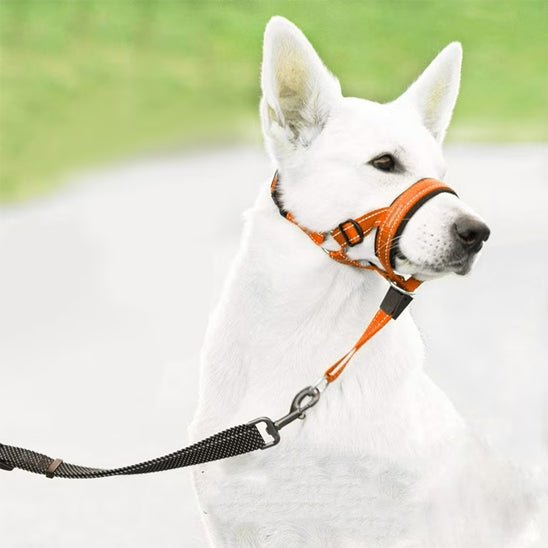 Muselière chien | Muselo - empire chien