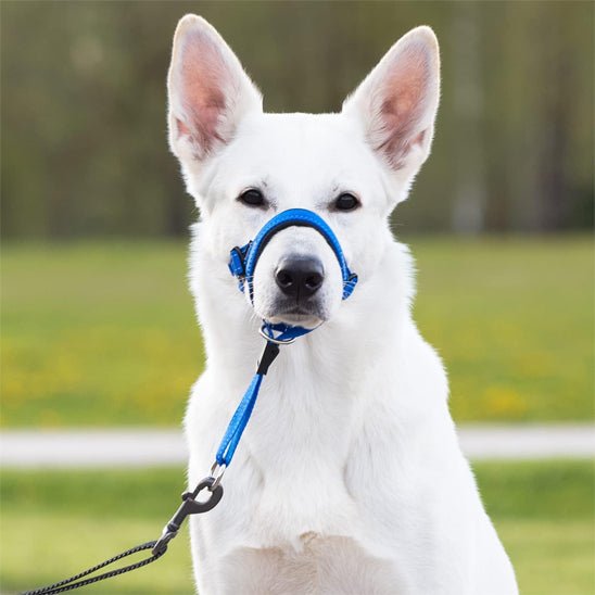 Muselière chien | Muselo - empire chien