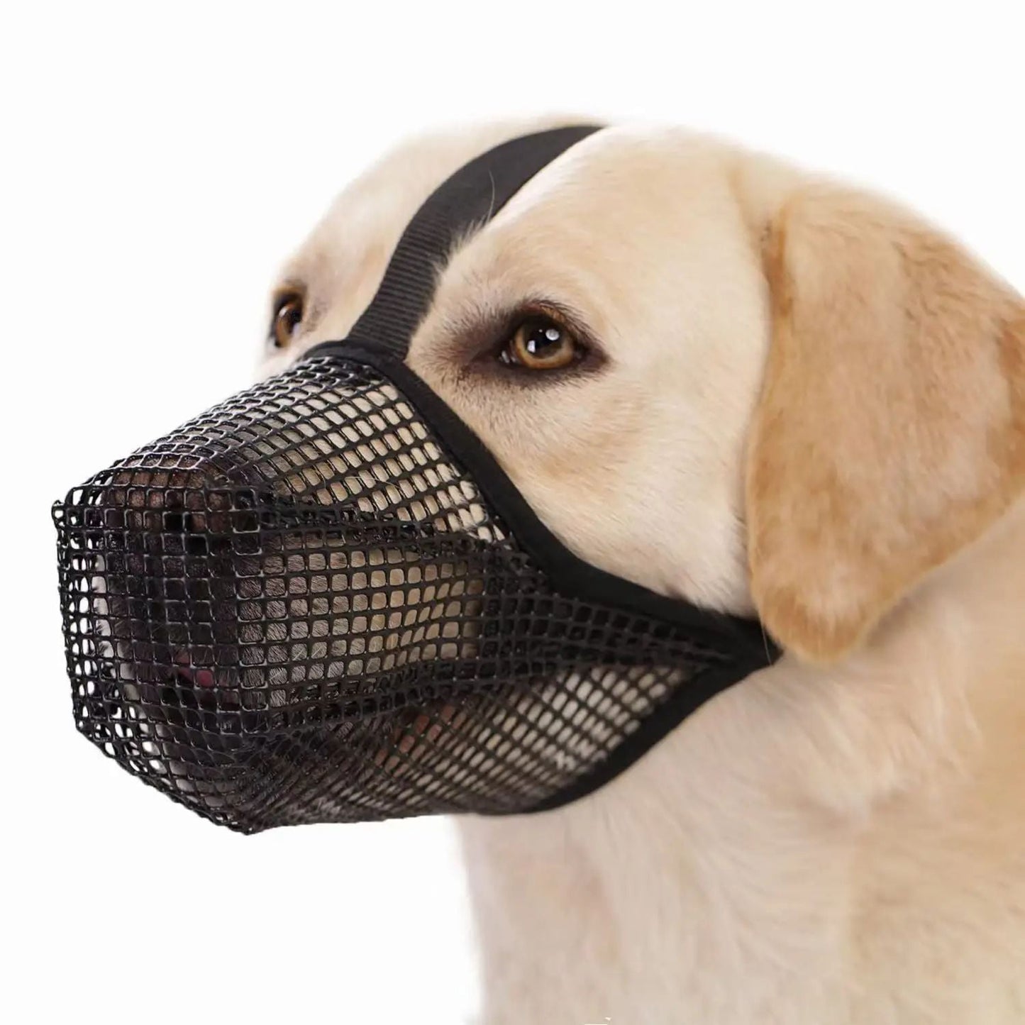 Muselière pour chien | Muzen - empire chien