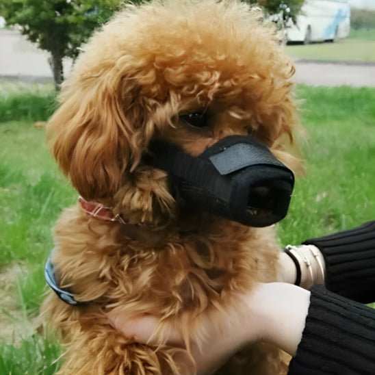 Muselière pour chien | Muzounet - empire chien