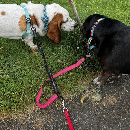 promenade laisse double pour chien