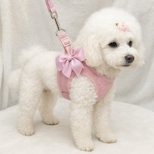 beau harnais petit chien