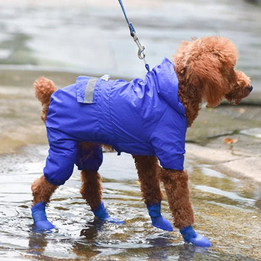 Chaussure chien | chausToutou - empire chien