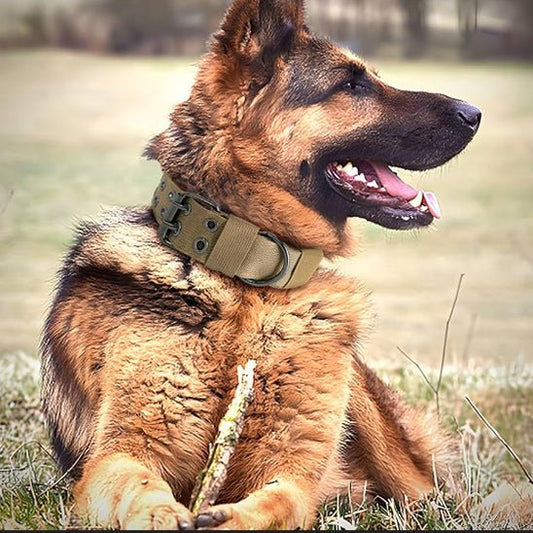 Collier chien | Bravox - empire chien