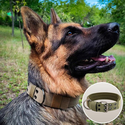 Collier chien | Bravox - empire chien
