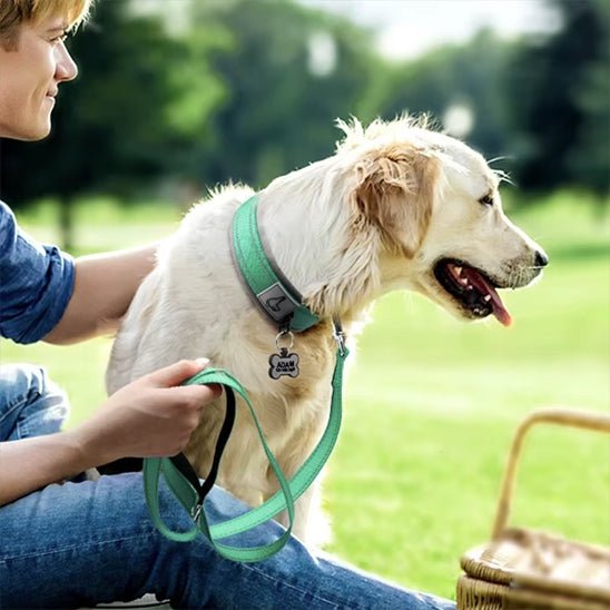 Collier chien | Canifort - empire chien