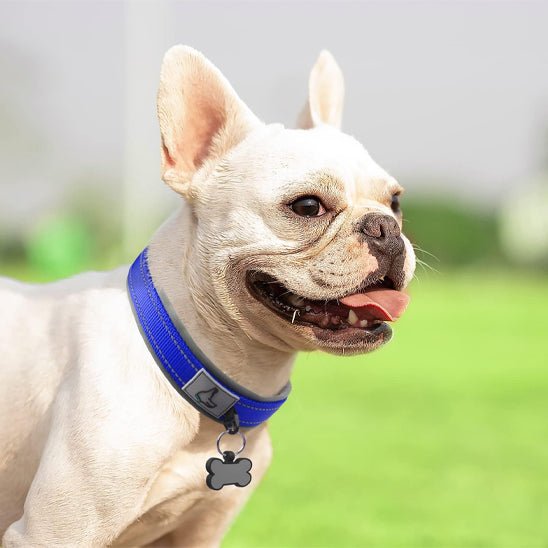 Collier chien | Canifort - empire chien