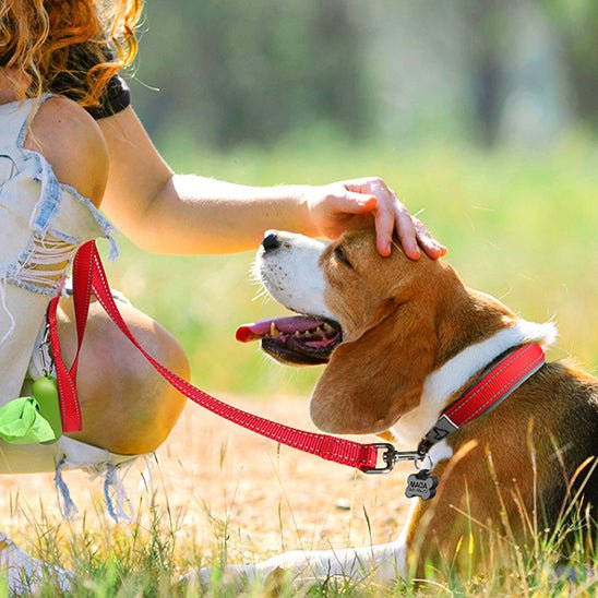 Collier chien | Canifort - empire chien