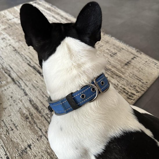 Collier chien | Canifort - empire chien