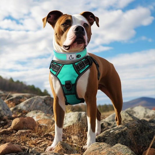 Collier chien | Canifort - empire chien
