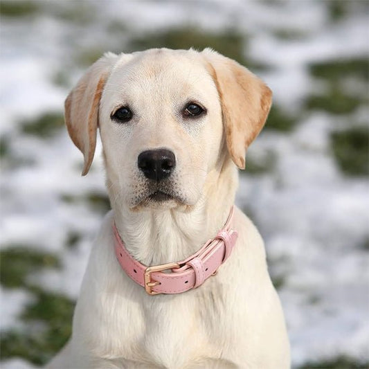Collier chien | ColliChic - empire chien