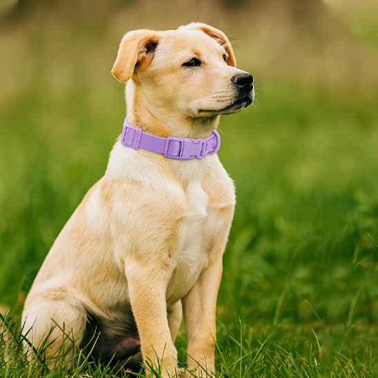 collier chien elegant