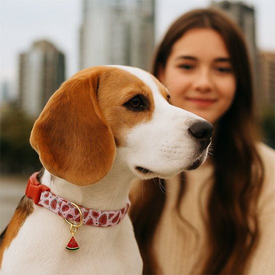 Collier chien | Fruitycollier - empire chien