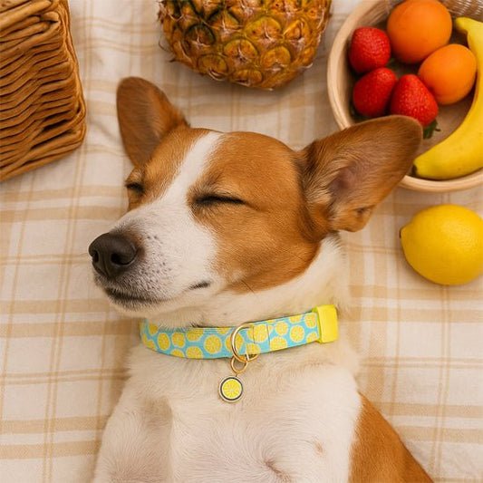 Collier chien | Fruitycollier - empire chien