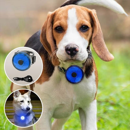 Collier chien | LumiCollier - empire chien