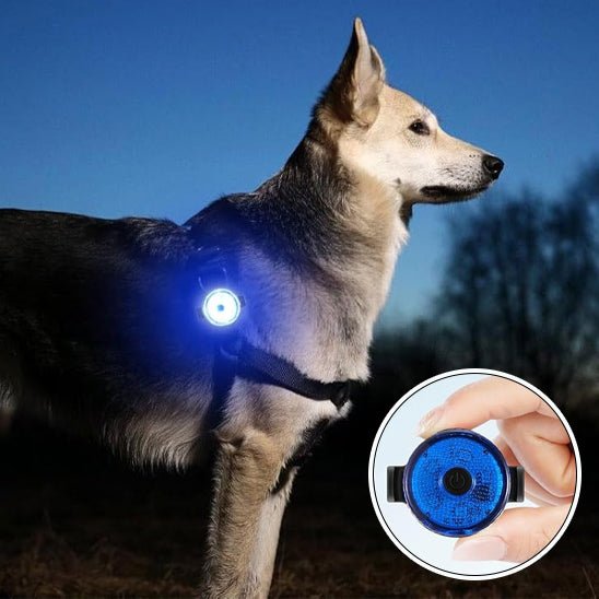 Collier chien | LumiCollier - empire chien