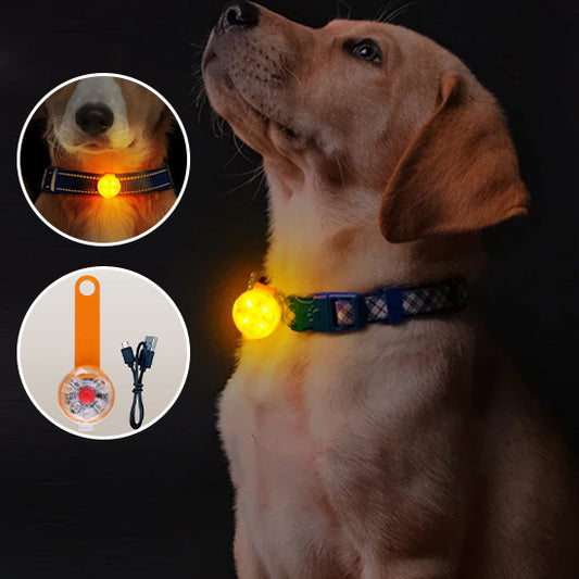 collier chien lumineux